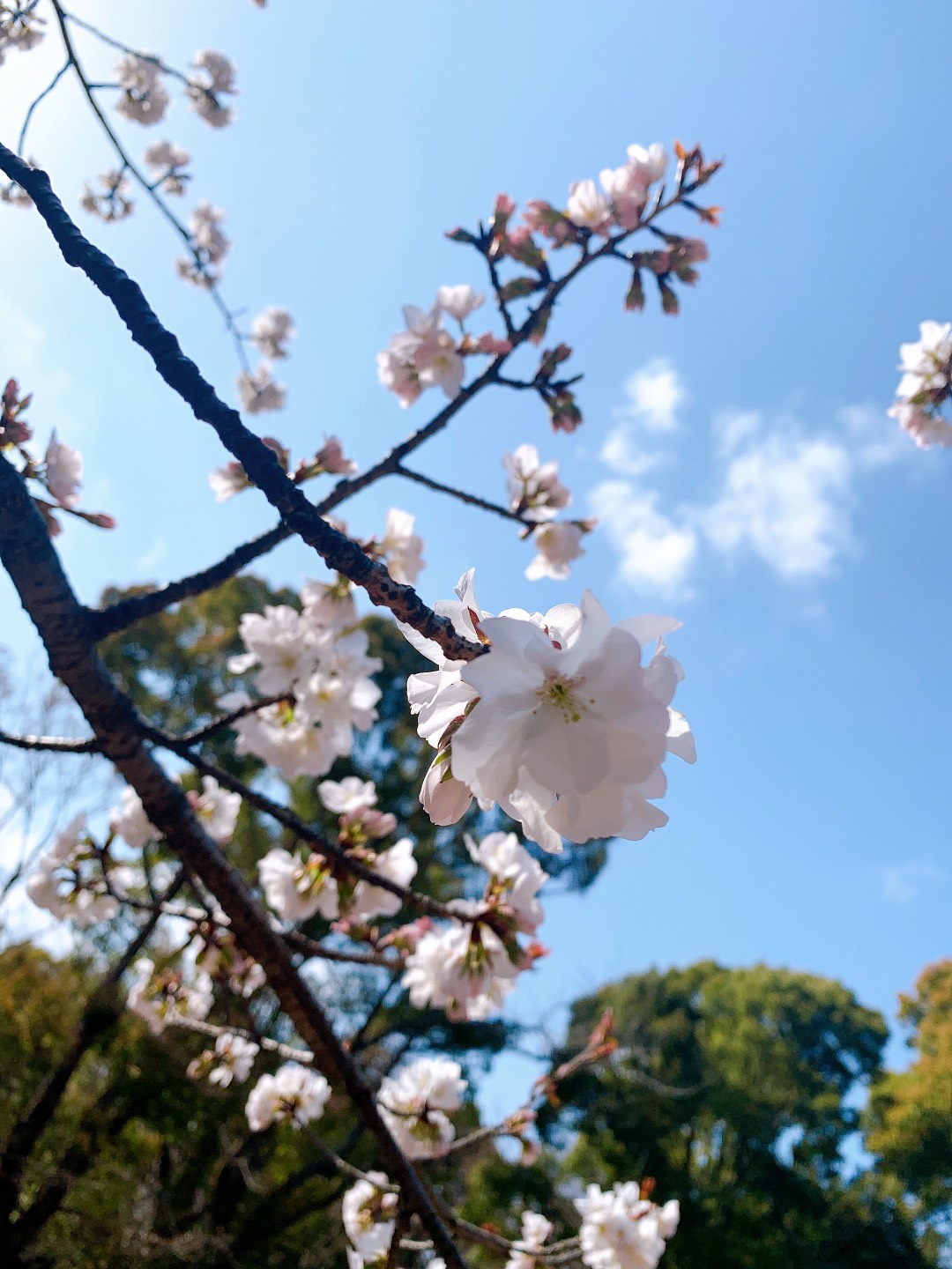 桜の季節ですね 綜合キャリアトラスト