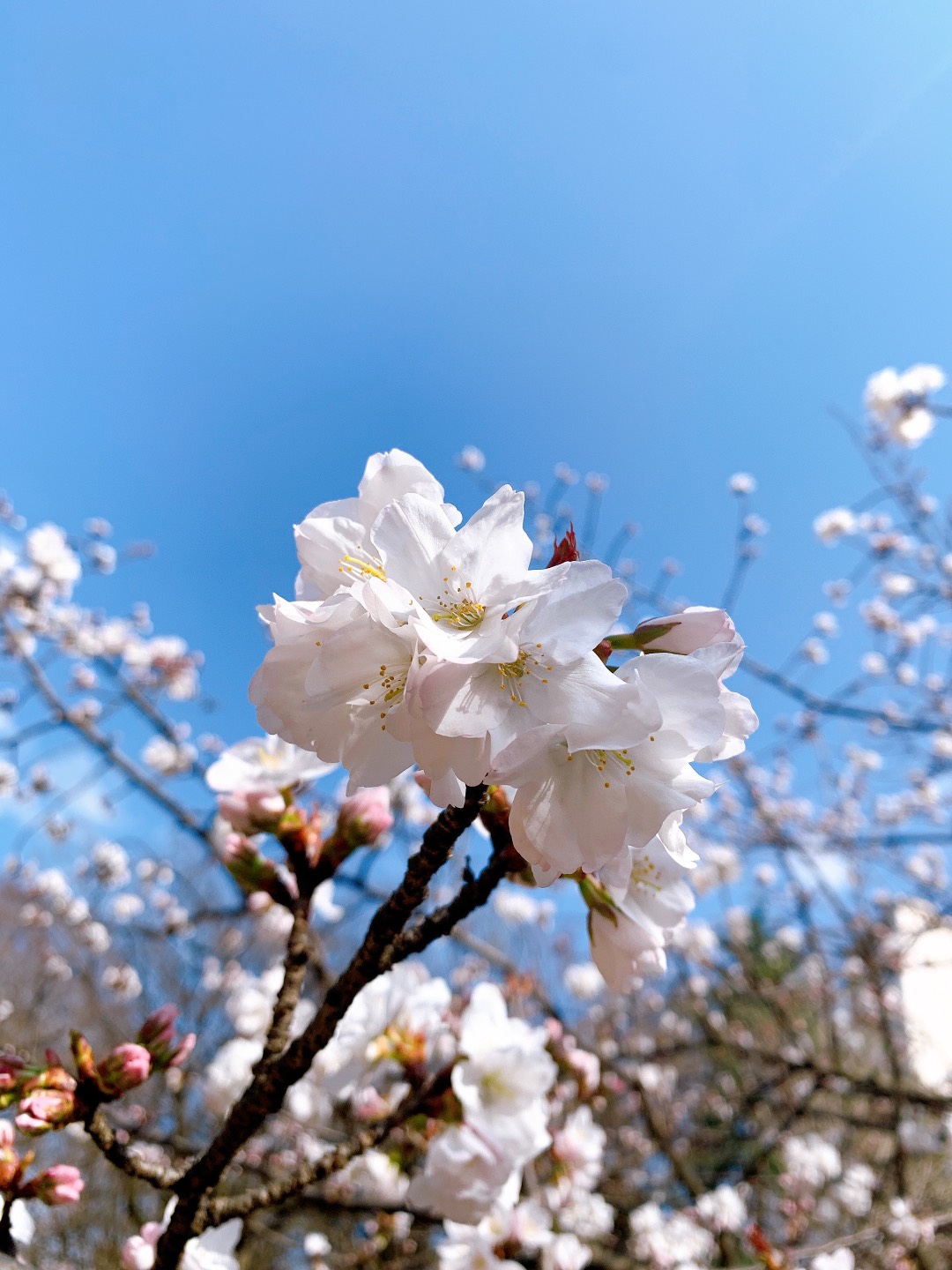 桜の季節ですね 綜合キャリアトラスト